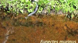 Eunectes murinus