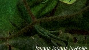 Iguana iguana
