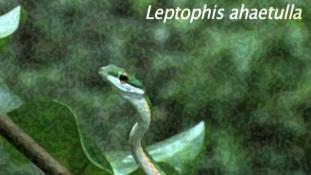 Leptophis ahaetulla