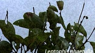 Leptophis ahaetulla