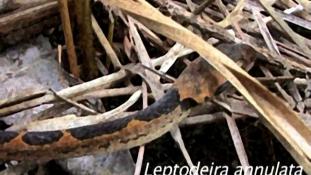 Leptodeira annulata