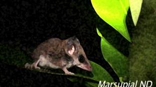 ND-Marsupial