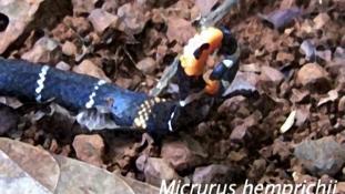 Micrurus hemprichii