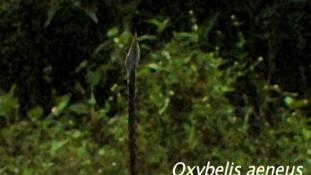 Oxybelis aeneus