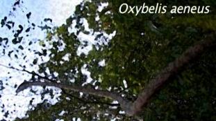 Oxybelis aeneus