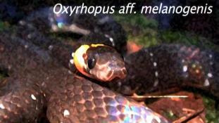 Oxyrhopus melanogenys