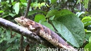 Polychrus marmoratus
