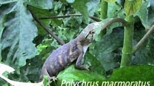 Polychrus marmoratus