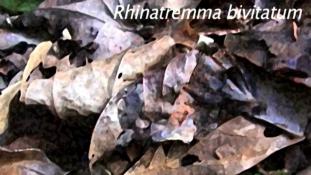 Rhinatrema bivittatum