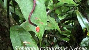 Siphlophis compressus