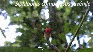 Siphlophis compressus