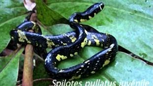 Spilotes pullatus