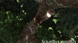Sciurillus pusillus