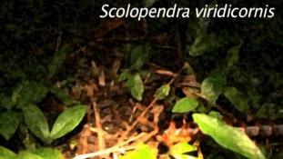 Scolopendra viridicornis