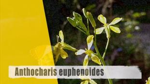 Anthocharis euphenoides