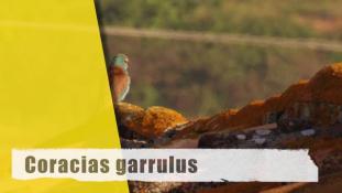 Coracias garrulus