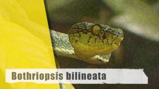 Bothrops bilineata