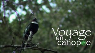 Voyage en canopée - Le Film