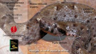 Bothrops atrox