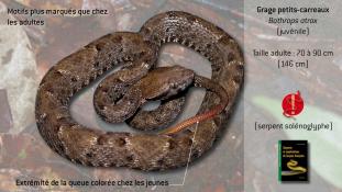 Bothrops atrox