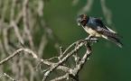 Cecropis rufula - Hirondelle rousseline - Red-rumped Swallow (ang) - Golondrina Daurica (sp)