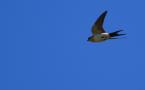 Cecropis rufula - Hirondelle rousseline - Red-rumped Swallow (ang) - Golondrina Daurica (sp)