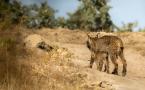 Lynx pardinus - Lynx ibérique - Iberian lynx  (ang) - Lince iberico (sp)