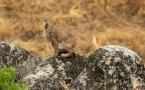 Lynx pardinus - Lynx ibérique - Iberian lynx  (ang) - Lince iberico (sp)