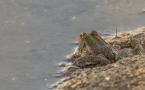 Pelophylax perezi - Grenouille de Perez - Iberian Green Frog (ang) - Rana Común (sp)