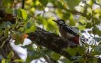Dendrocopos major - Pic épeiche - Great Spotted Woodpecker (ang) - Pico picapinos (sp)