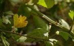 ND-Crataegus azarolus - Épine d'Espagne - Azarole Hawthorn (ang) - Atzeroler (sp)
