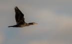 Phalacrocorax carbo