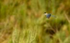 Cyanopica cooki