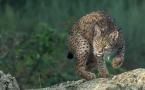 Lynx pardinus