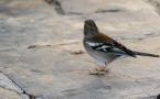 Fringilla coelebs