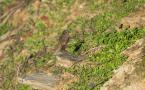 Phoenicurus ochruros