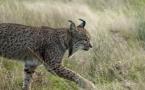 Lynx pardinus - Lynx ibérique - Iberian lynx  (ang) - Lince iberico (sp)