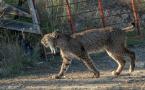 Lynx pardinus - Lynx ibérique - Iberian lynx  (ang) - Lince iberico (sp)