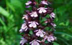 Orchidée pourpre