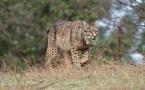 Lynx pardinus - Lynx ibérique - Iberian lynx  (ang) - Lince iberico (sp)