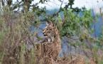 Lynx pardinus - Lynx ibérique - Iberian lynx  (ang) - Lince iberico (sp)