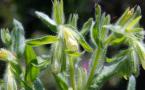 Onosma arenaria Pyramidata