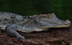 Caiman crocodilus - (Caïman à lunettes).