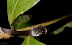 Dipsas pavonina - (Dipsas à col blanc).