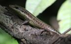 Mabuya des cimes (Mabuya sp.)
