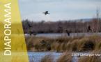 DP-2303-Camargue-Mars