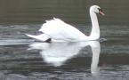 Brockholes Nature Reserve