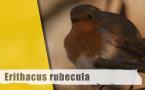 Erithacus rubecula