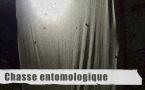 Chasse entomologique