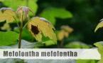 Melolontha melolontha